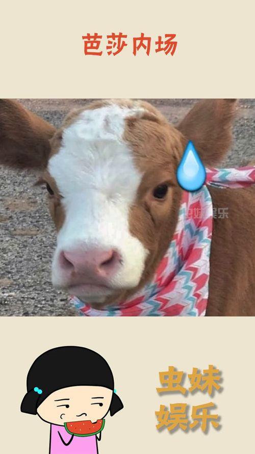 娱乐吃瓜酱素材图片大全,吃瓜酱素材图片大全大放送!